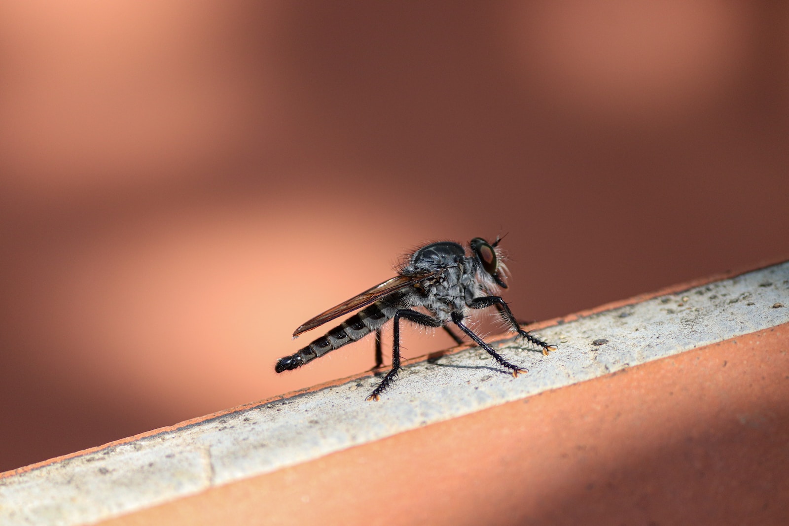 a fly sitting on top of a brick wall