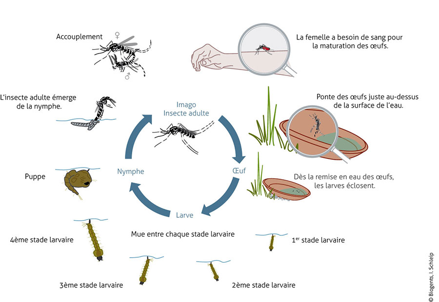 Illustration du cycle de vie d'un moustique