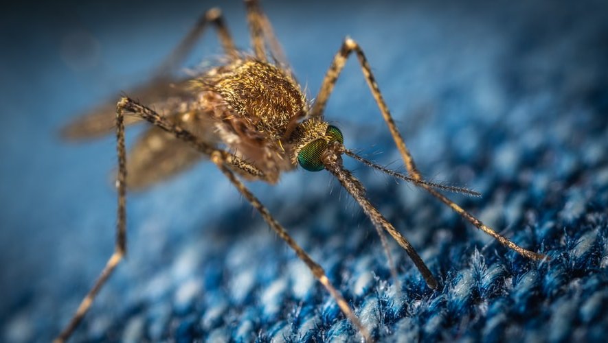 Moustique piquant à travers du tissu