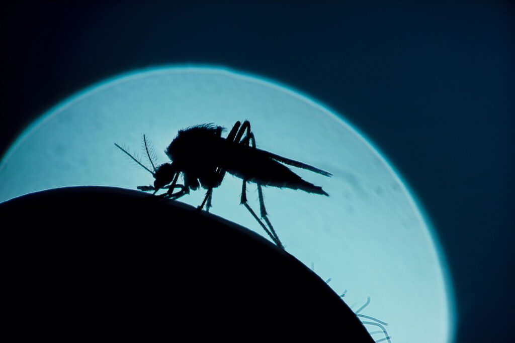 Moustique tigre avec la lune en fond