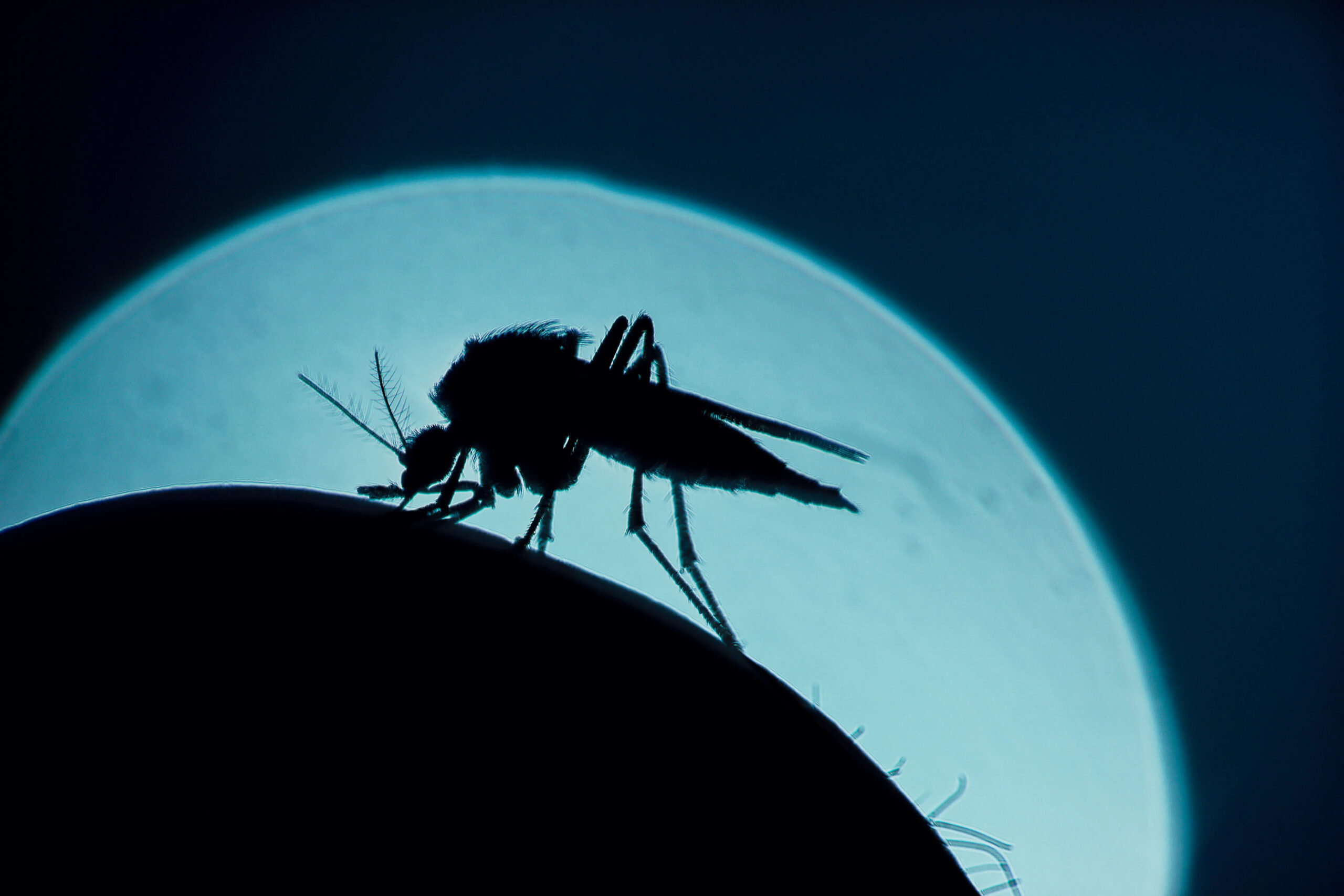 Moustique tigre avec la lune en fond