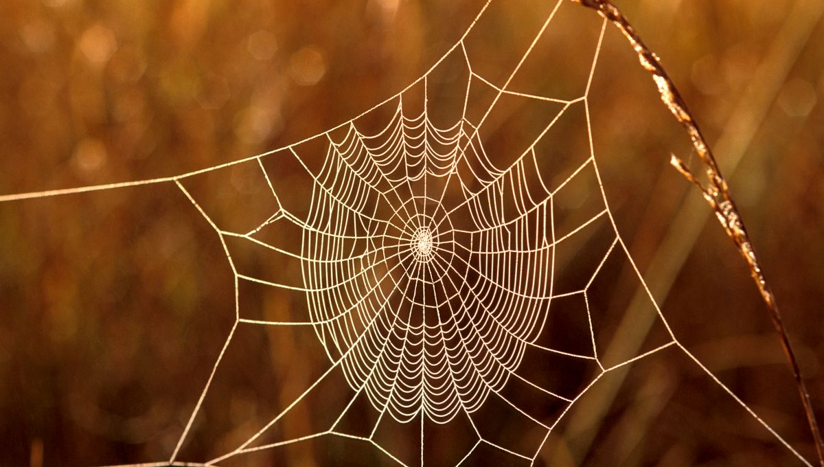 Belle photographie d'une toile d'araignée dans une forêt