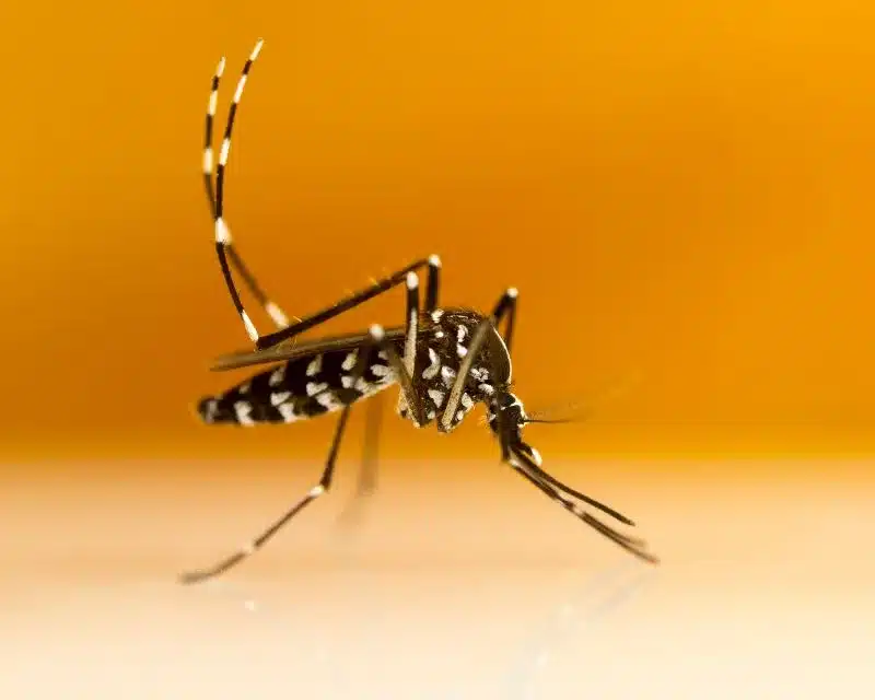 Photo d'un moustique tigre