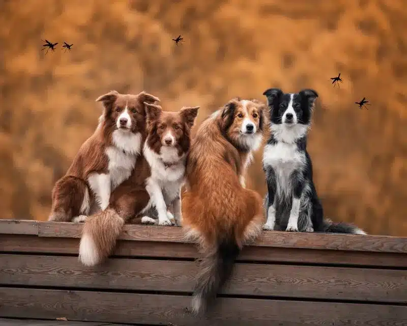 Une image illustrant 4 chiens sur un muret