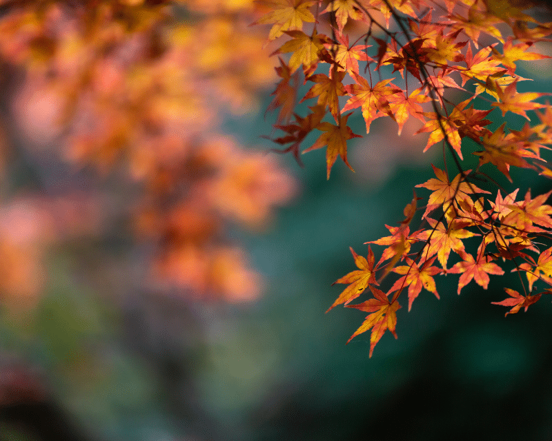 Photo de paysage symbolisant la présence des moustiques d'automne,
