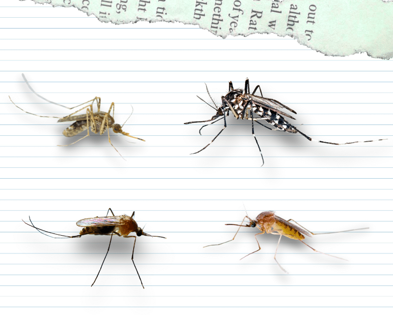 Illustration de différentes espèces du moustique