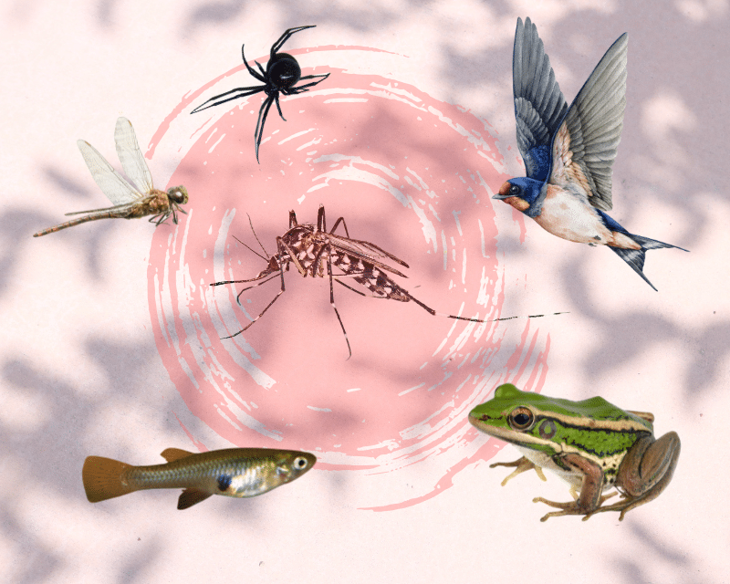 Illustration des prédateurs du moustique tigre