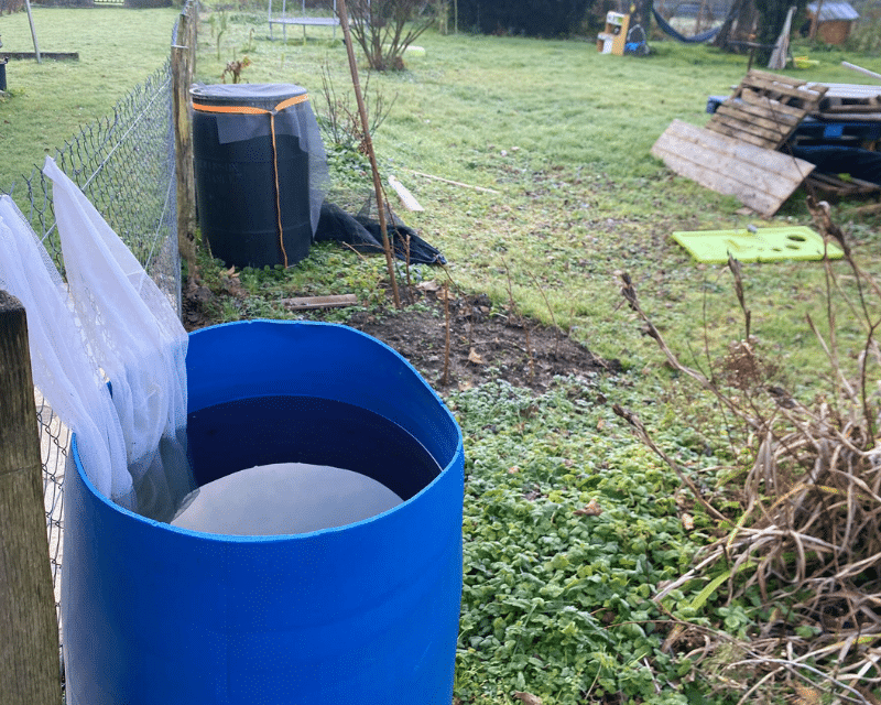 Gîtes larvaire de moustiques tigres en hiver