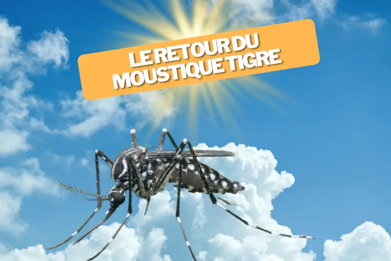 Image qui illustre le retour du moustique tigre