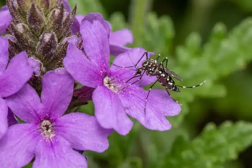 Moustique tigre en train de polliniser une fleur