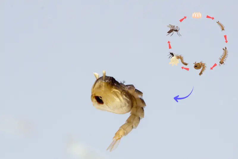 Cycle du moustique et nymphes