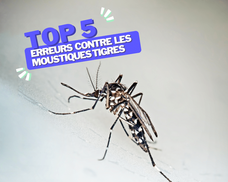 Top 5 des erreurs contre les moustiques tigres