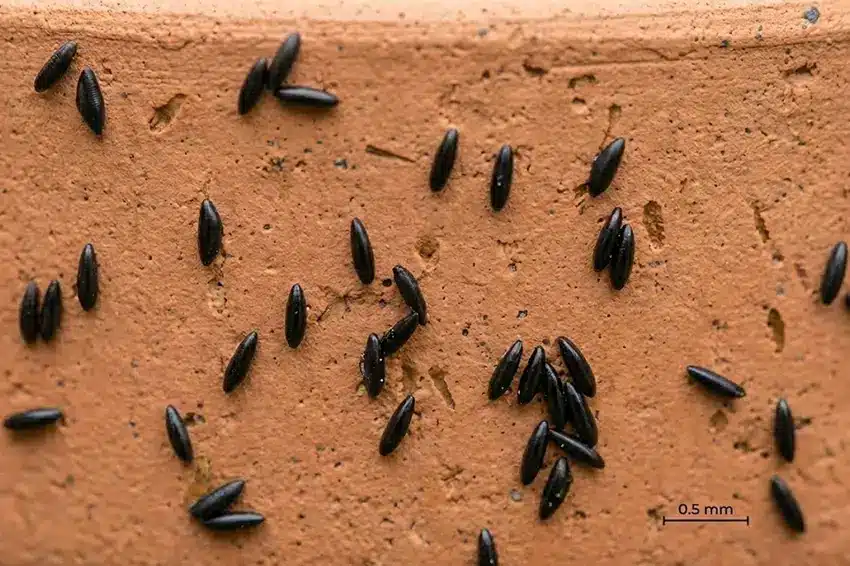 Œufs de moustique tigre