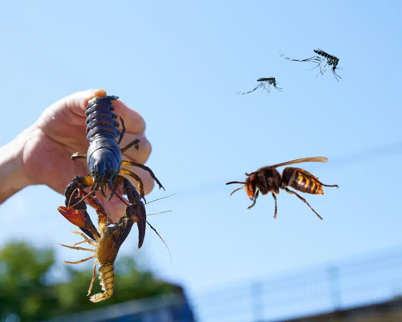 Les espèces invasives en france : écrevisse de louisiane, frelons asiatique, moustique tigre